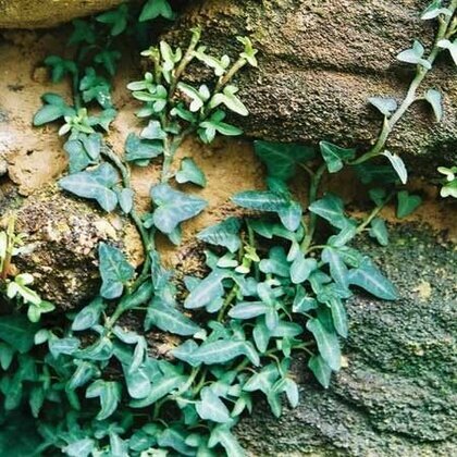 Břečťan pnoucí Spetchley, 20/40 cm, v květináči Hedera helix ‘Spetchley‘
